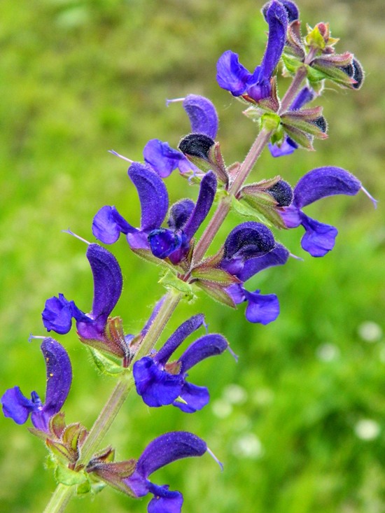 fioriture...di primavera